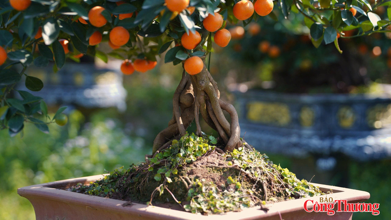 Những khối gỗ xù xì, uốn lượn mang vẻ đẹp cổ kính, được khéo léo ghép cùng thân quất. Ảnh: Thái Mạnh