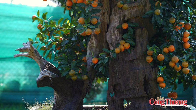 Quất gỗ lũa là sự kết hợp giữa cây quất cảnh và phần gốc, thân gỗ lũa được tạo hình công phu. Ảnh: Thái Mạnh