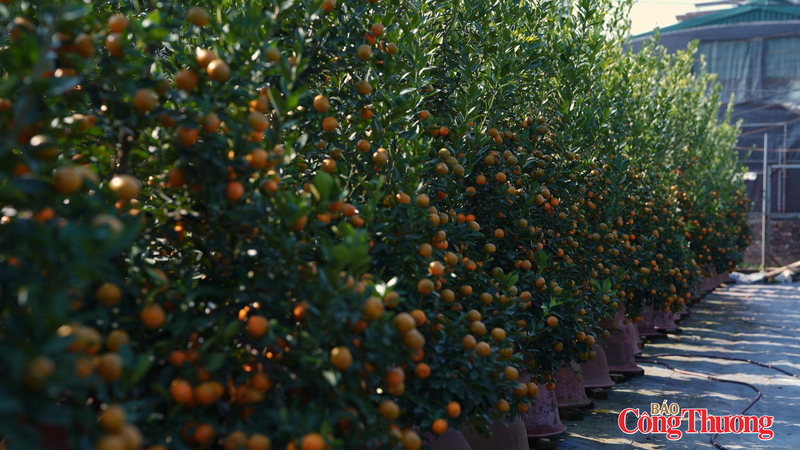 Từng chậu quất được xếp ngay ngắn, thẳng hàng đợi mang đến tay khách hàng. Ảnh: Thái Mạnh