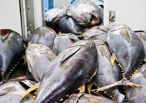 Đầu năm 2026, triển vọng xuất khẩu cá ngừ Việt Nam tại thị trường Tây Ban Nha sẽ tăng nhẹ.
