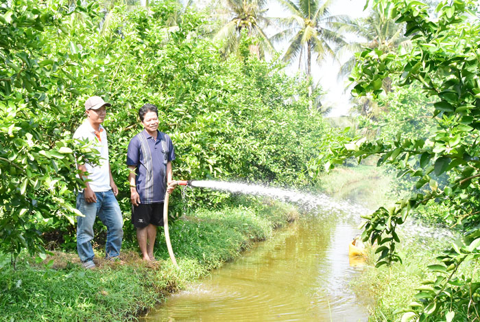 Nông dân Lâm Ngọc Hải (xã Song Lộc) chăm sóc vườn chanh chuẩn bị thu trái đợt 2. Ảnh: MỸ NHÂN