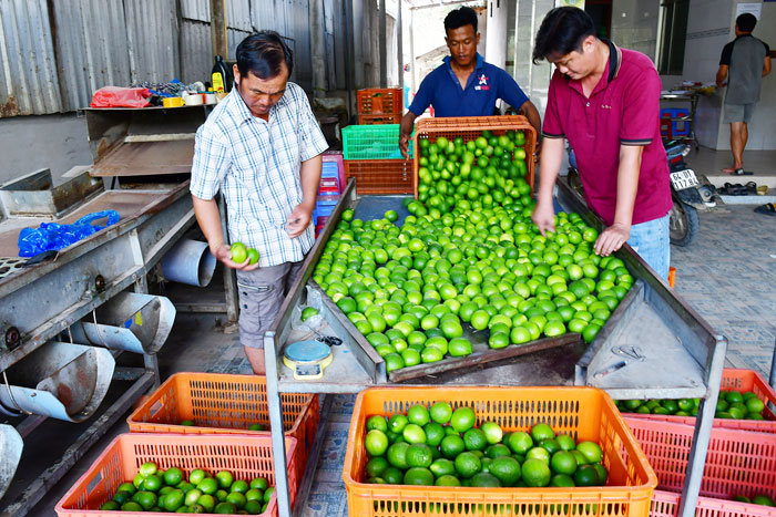Phân loại chanh tại HTX Nông nghiệp Thành Chí. Ảnh: BÁ THI