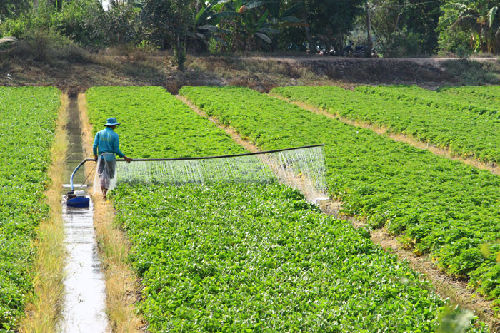 Nhiều mô hình phát triển kinh tế nông nghiệp đạt hiệu quả kinh tế cao, giúp nông dân tăng thu nhập.