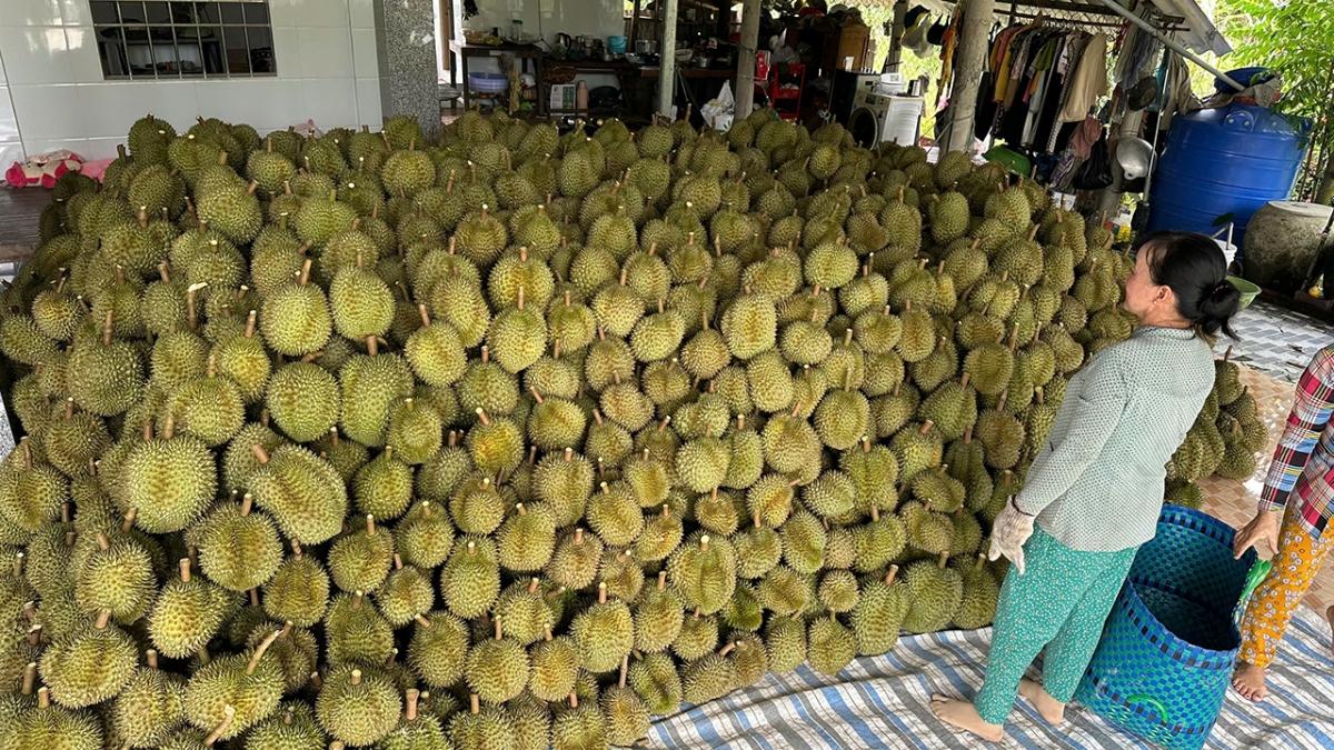 Trái sầu riêng xuất khẩu đạt giá trị cao nhưng còn vướng một số rào cản cần khắc phục