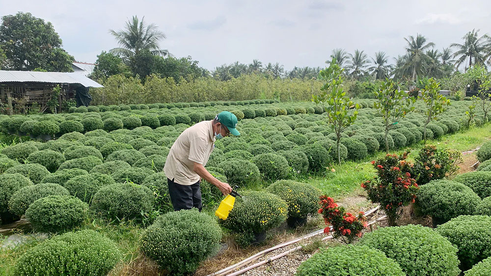 Xã Chợ Lách phối hợp với Trường ĐH Cần Thơ hướng dẫn nhà vườn áp dụng biện pháp kỹ thuật, điều tiết tiến độ sinh trưởng cây trồng.