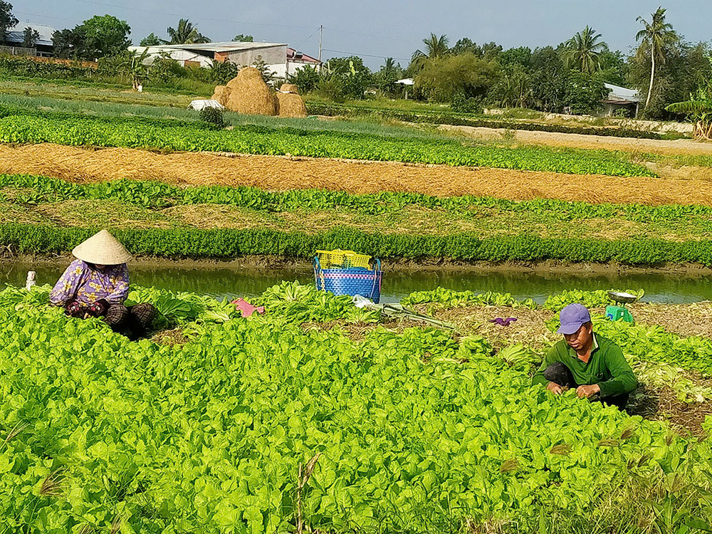 Nông dân ở phường Phước Hậu thu hoạch rau cải vụ Đông Xuân 2025-2026.