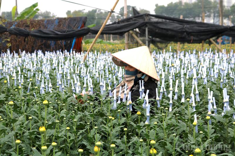 Giữ nhịp Tết trên cánh đồng hoa Tây Tựu - 4