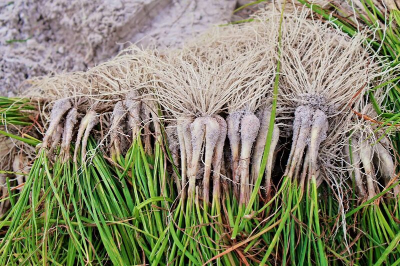 Kiệu trồng trên đất cát thường có bộ rễ dày và dài. Ảnh: Diễm Phúc