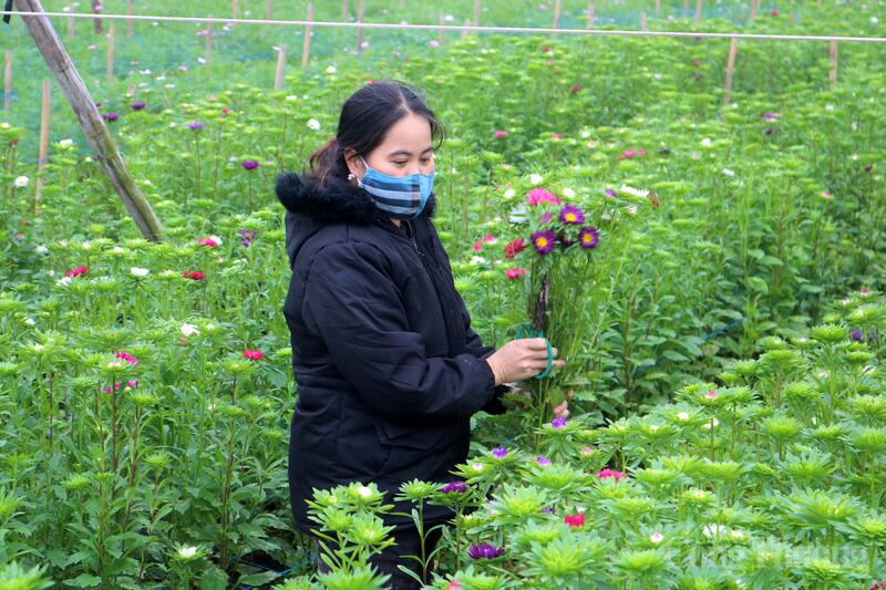 Chị Vương Thị Năm cùng gia đình gửi gắm nhiều kỳ vọng vào vụ hoa Tết, mong có nguồn thu để từng bước bù đắp những thiệt hại đã trải qua. Ảnh: Hồng Ngọc
