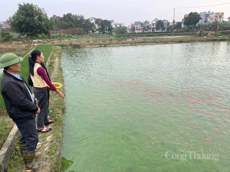 Người nuôi cá tất bật kiểm tra nước, canh nhiệt độ, chuẩn bị cho vụ cá phục vụ Tết ông Công ông Táo.