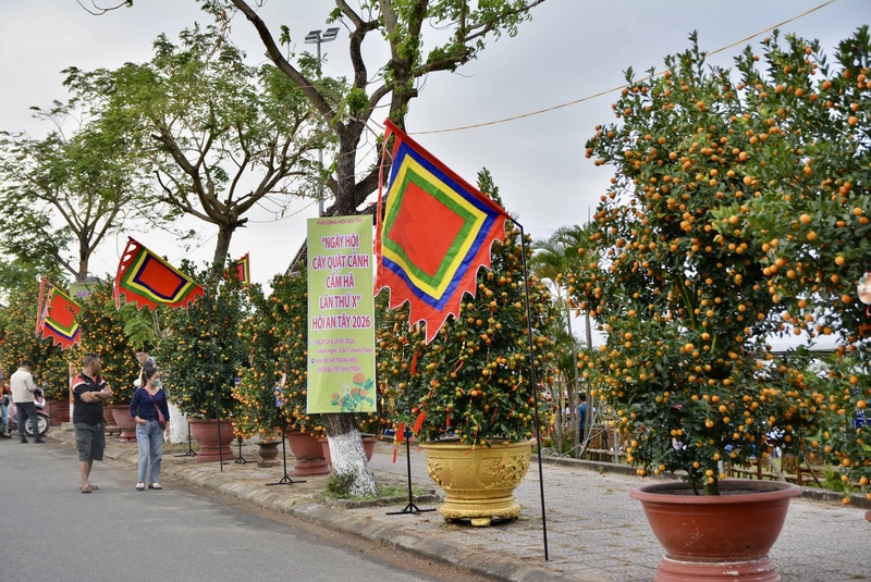 Khu trưng bày quy tụ 96 cây quật cảnh được tuyển chọn từ 28 nhà vườn tiêu biểu trên địa bàn. Ảnh: Ngọc Thảo