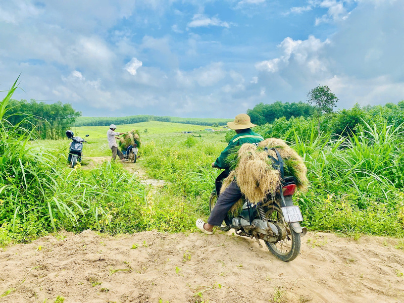 Những bó kiệu được chở về nơi tập kết để bán cho thương lái. Ảnh: Nguyễn Dương
