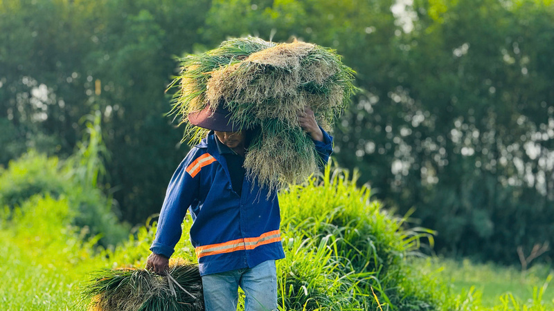 Thời tiết thuận lợi giúp kiệu phát triển tốt, bán được giá cao. Ảnh: Nguyễn Dương