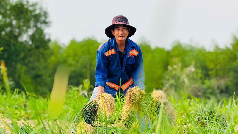Trên lớp đất thịt pha cát ở triền đồi trong khu vực thôn Long Yên, những người nông dân đã biến thành các vườn kiệu trong vùng. Ảnh: Nguyễn Dương