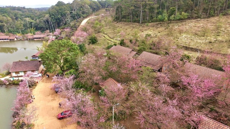 Những cây hoa mai anh đào đồng loạt bung nở như nhộm hồng Măng Đen những ngày cuối năm. Ảnh: Nguyễn Dương