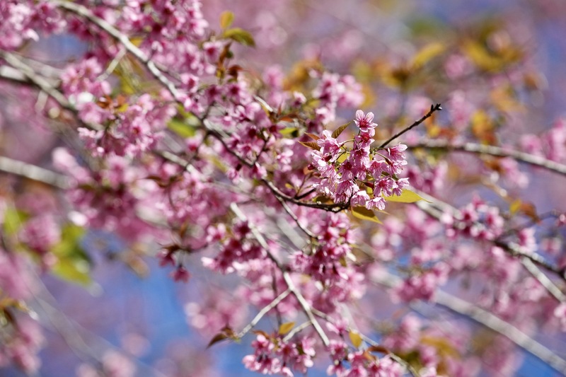 Rực rỡ bung nở. Ảnh: Nguyễn Dương