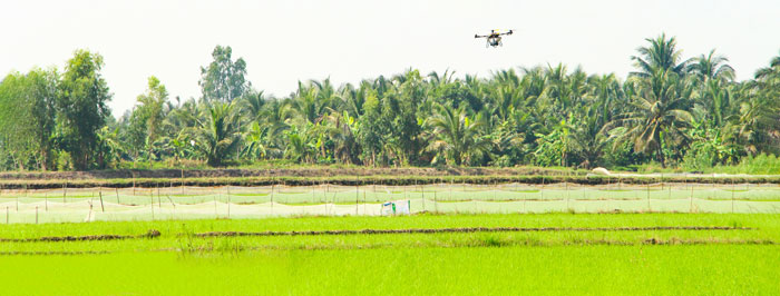 Nông dân giăng lưới xung quanh bờ ruộng để phòng trừ chuột gây hại.