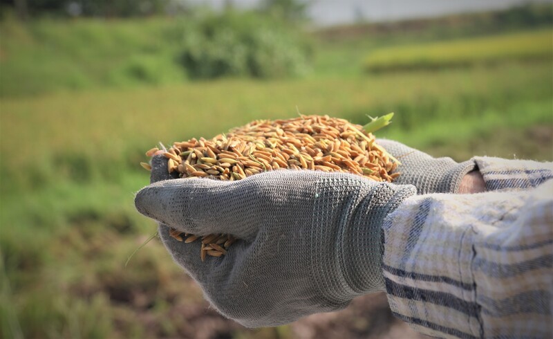 Năm 2026 cả nước gieo sạ khoảng 7,09 triệu ha lúa, sản lượng ước đạt 43,552 triệu tấn. Ảnh: N.H