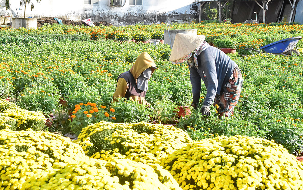 Gia đình ông Đinh Hoàng Vinh tích cực chăm sóc hoa phục vụ thị trường Tết.