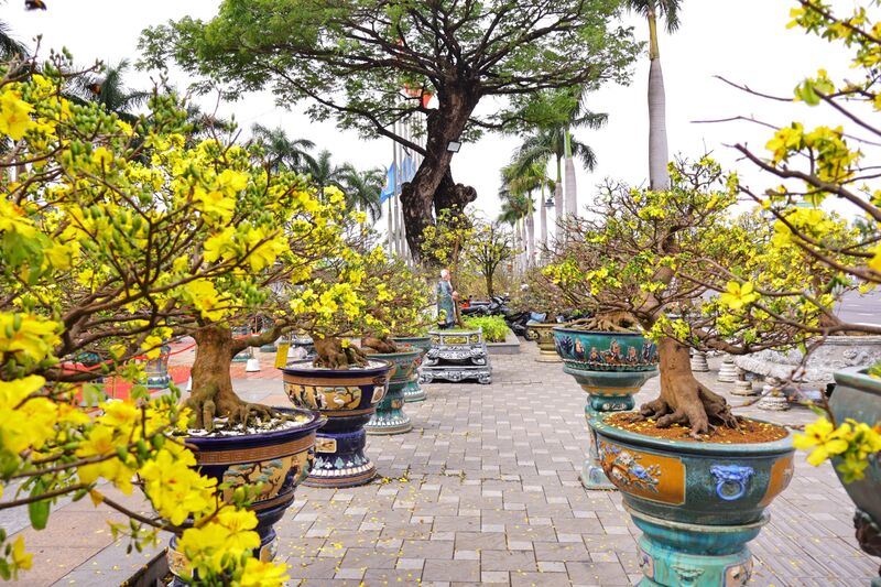 Chợ hoa năm nay xuất hiện nhiều cây mai vàng có dáng và hoa đẹp, được rao bán với giá từ vài trăm triệu đồng, thậm chí vài tỷ đồng. Ảnh: Diễm Phúc