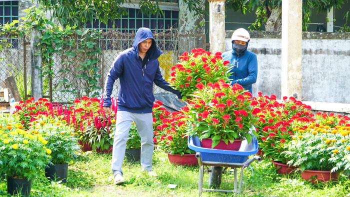 Những ngày cận Tết, không khí lao động tại các vườn sản xuất hoa, kiểng trở nên nhộn nhịp.