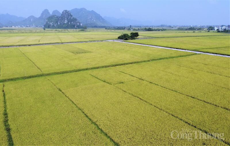 Tháng 1/2026, Việt Nam xuất khẩu ước đạt 600 nghìn tấn gạo, kim ngạch 370 triệu USD. Ảnh minh họa