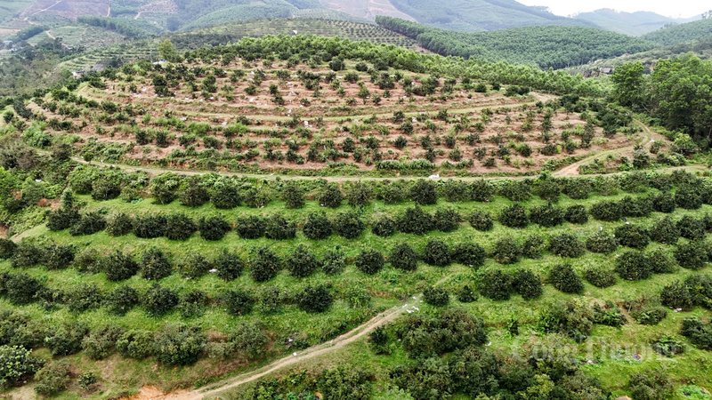 Năm nay, toàn xã Kim Hoa, tỉnh Hà Tĩnh có khoảng 1.300 ha trồng cam các loại. Trong đó diện tích cam bù sẵn sàng cho vụ Tết chiếm 300 ha.