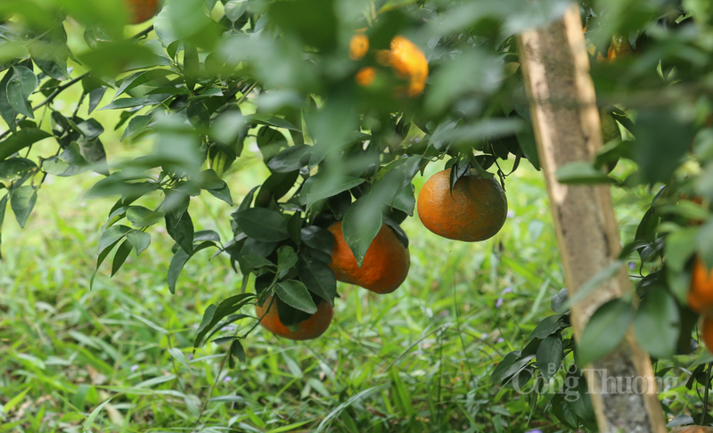 Hàng nghìn gốc cam bù vươn mình, cành nào cành nấy trĩu nặng quả.