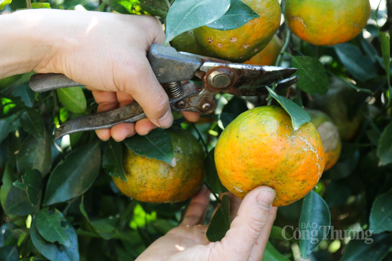 Với đặc điểm vỏ mọng, màu cam đỏ rực rỡ, mọng nước và vị ngọt thanh đặc trưng, cam bù Kim Hoa luôn là mặt hàng được săn đón mỗi dịp xuân về.