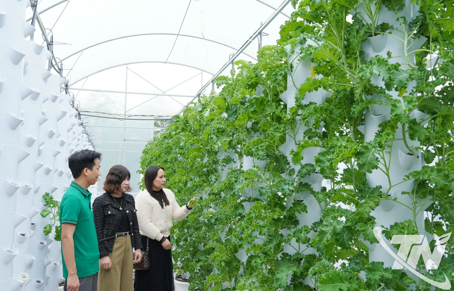 Mô hình sản xuất rau thủy canh của Công ty TNHH Sản xuất đầu tư Techpro (phường Tích Lương) đem lại hiệu quả kinh tế cao.