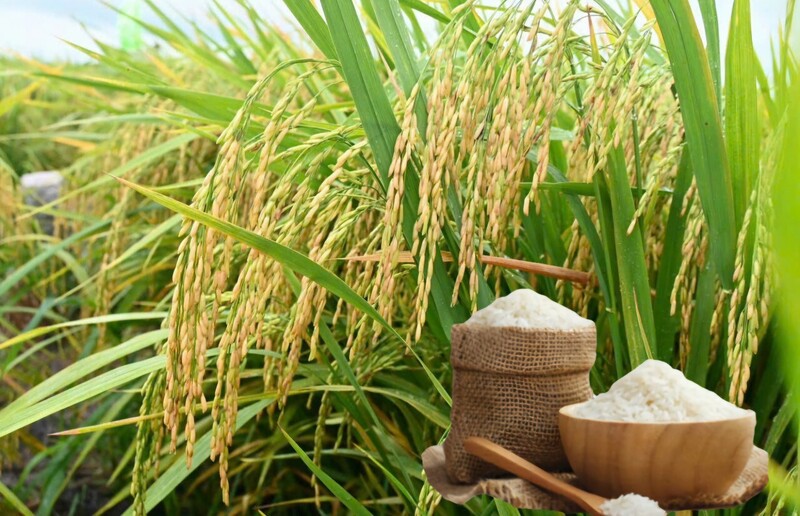 Giá lúa gạo hôm nay ngày 26/2/2026: Gạo xuất khẩu giảm nhẹ, lúa tươi vững giá. Ảnh: Thanh Minh.