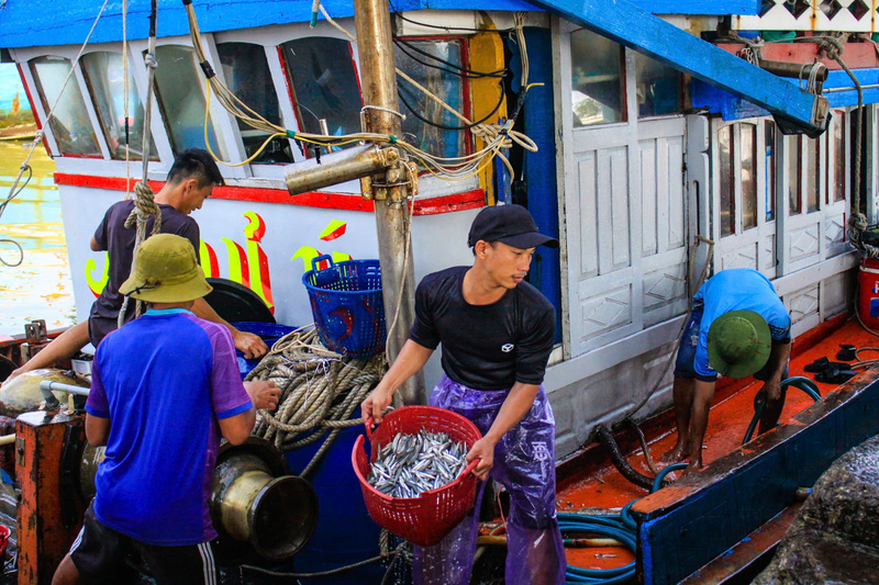 Đợt này, các ngư dân ở đây trúng đậm mùa cá cơm. Ảnh: Nguyễn Dương