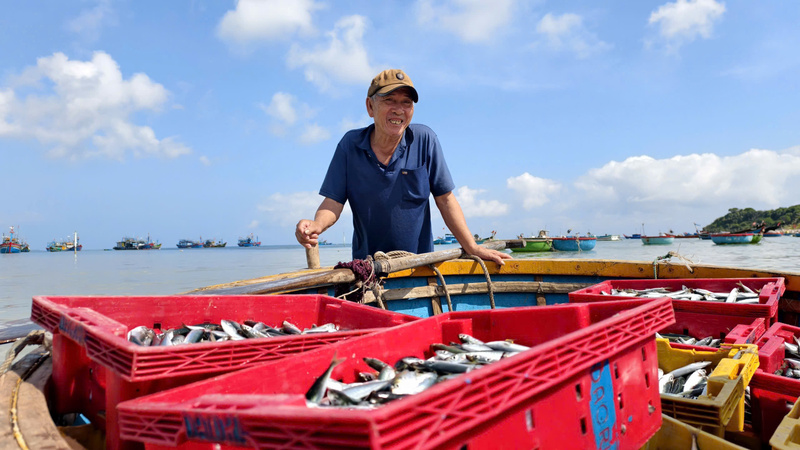 Cá nục có giá dao động từ 20.000-80.000 đồng/kg, tùy loại, chất lượng và thời điểm. Với mức giá này, sau khi trừ chi phí nhiên liệu, đá lạnh và nhu yếu phẩm, chủ tàu vẫn có lãi khá, còn thuyền viên mỗi chuyến cũng được chia từ 5-6 triệu đồng. Ảnh: Nguyễn Dương