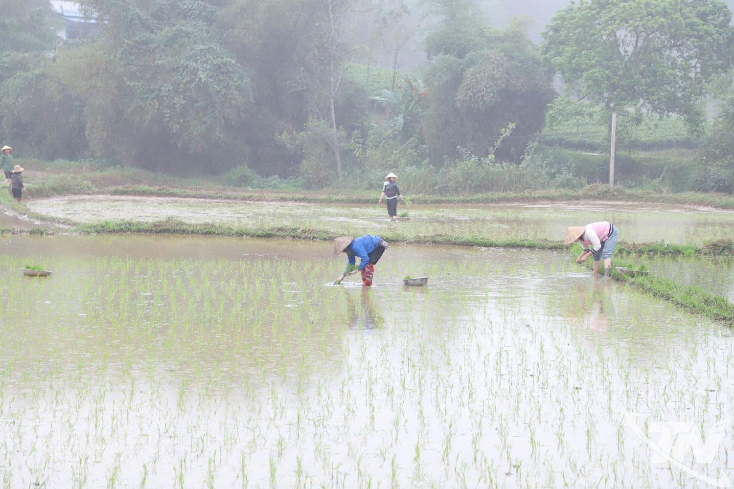 Những ngày này, nông dân các địa phương trong tỉnh tập trung gieo cấy lúa xuân, bảo đảm đúng khung thời vụ theo kế hoạch đề ra.