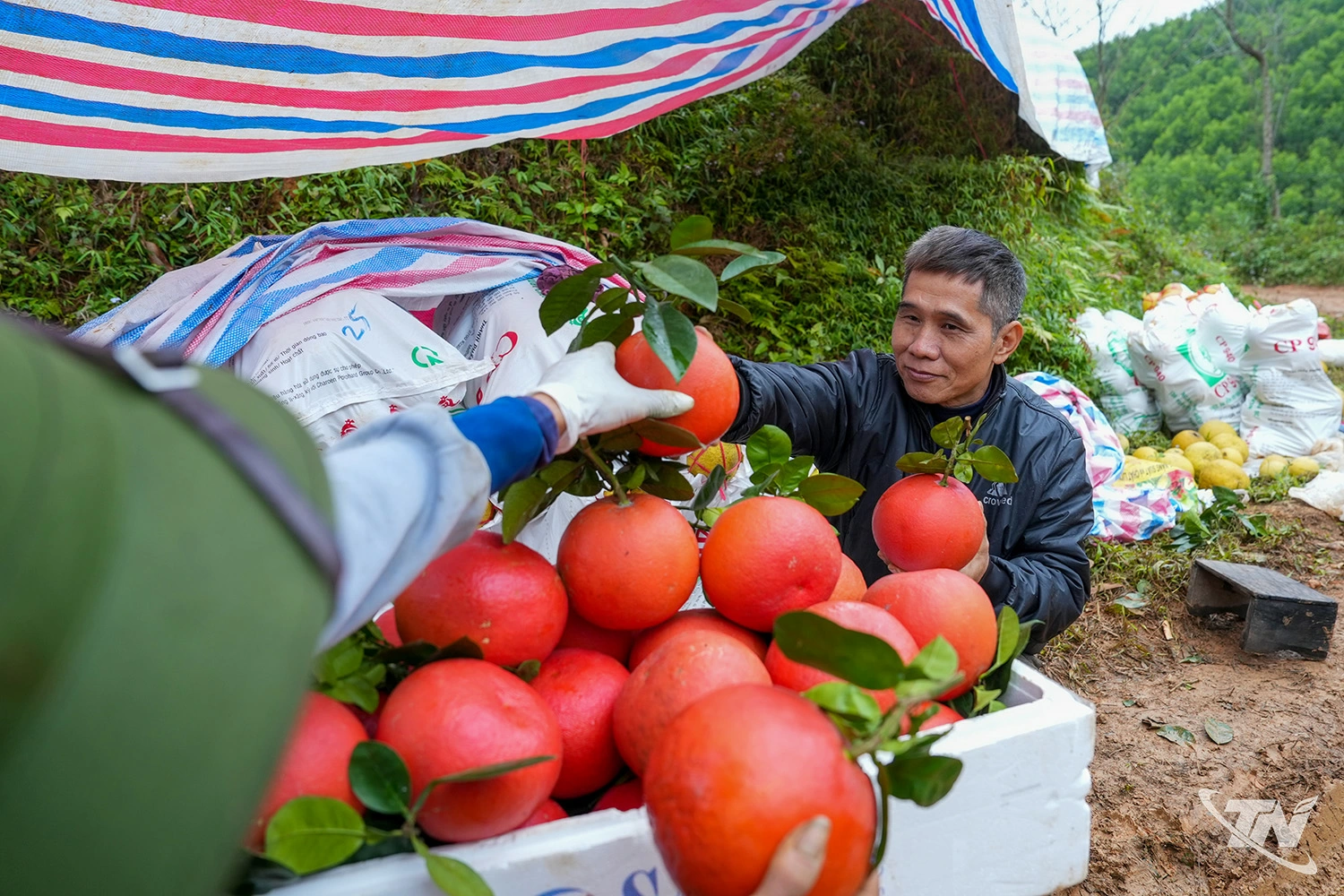 Anh Dương cũng thí điểm trồng một số gốc bưởi đỏ tiến vua có mùi thơm dịu đặc trưng, mọng nước, vị ngọt thanh có giá bán lên tới 100 nghìn đồng/quả.
