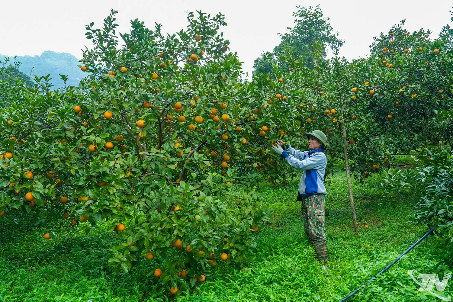 Bên cạnh, quýt ngọt Canh, anh Dương trồng trên 100 gốc cam lòng vàng.