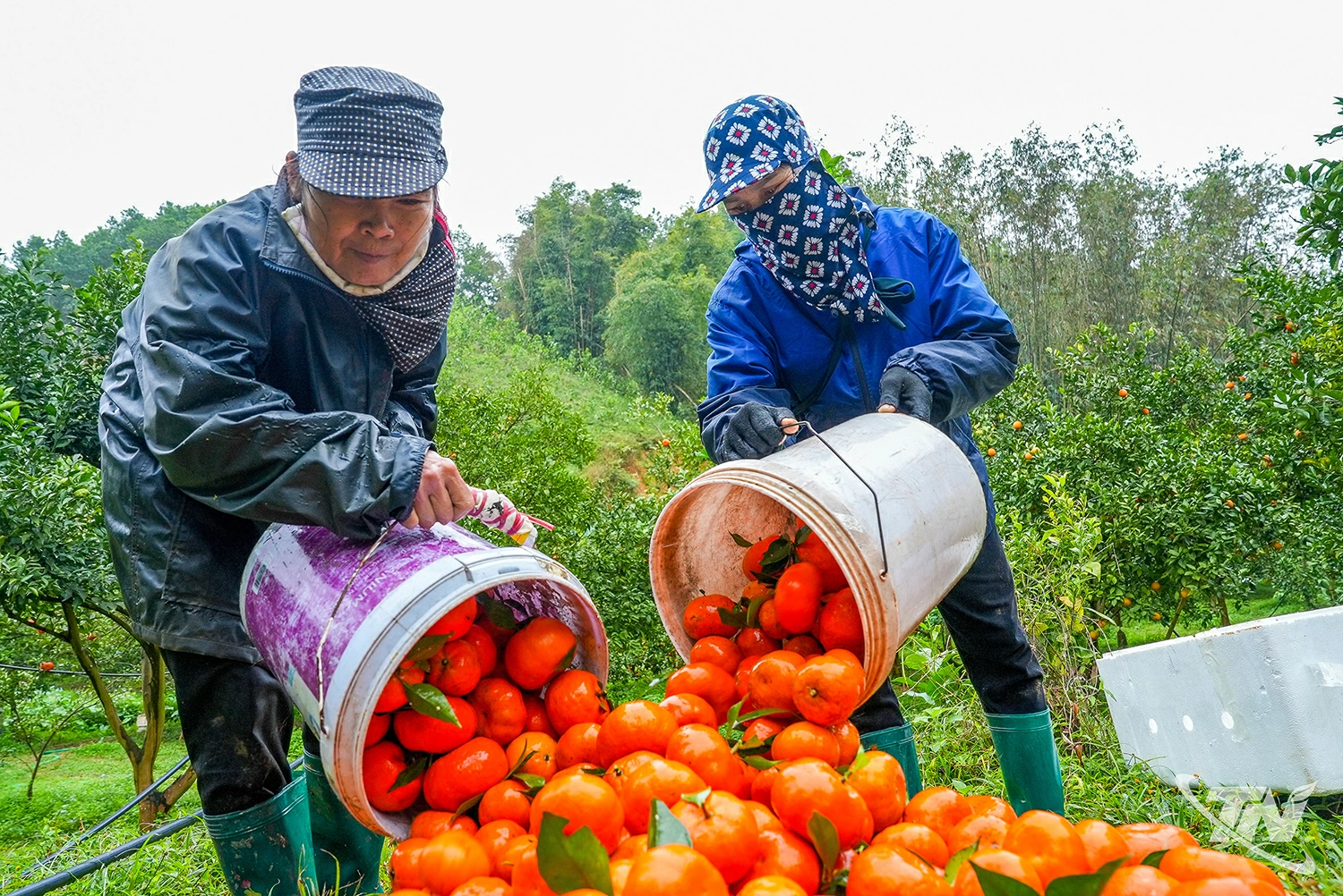 Quýt được tập kết tại vườn trước khi phân loại theo chất lượng sản phẩm. Sản phấm có chất lượng cao nhất được tư thương thu mua đem đi tiêu thụ tại một số siêu thị tại Thủ đô Hà Nội.