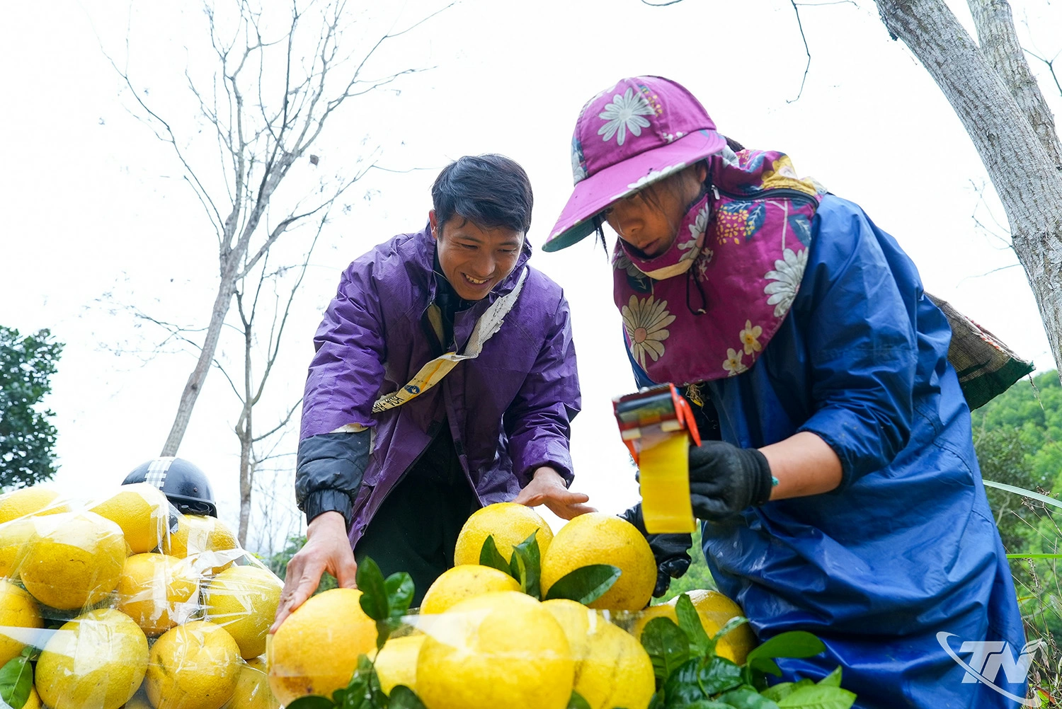 Giống bưởi ngọt Khuổi Mè được thương lái thu mua tại vườn