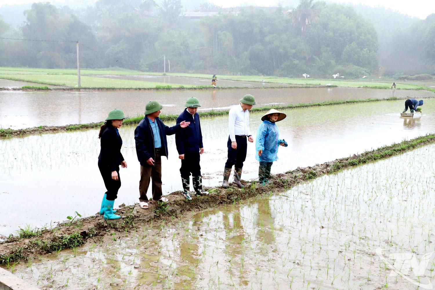Lãnh đạo xã Bình Thành kiểm tra, nắm bắt tình hình sản xuất vụ xuân tại các xứ đồng trên địa bàn.