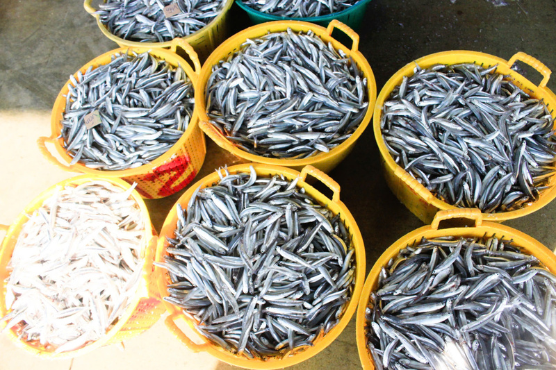 Cá cơm thường xuất hiện từ tháng Giêng đến tháng 4 âm lịch hằng năm tại vùng biển Quảng Ngãi. Chỉ sau một đêm ra khơi, nhiều tàu thu về từ vài chục đến vài trăm triệu đồng. Ảnh: Nguyễn Dương