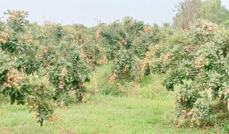 Từ một nông dân đã vươn lên trở thành hạt nhân tiên phong, dẫn dắt bà con sản xuất theo tín hiệu thị trường.