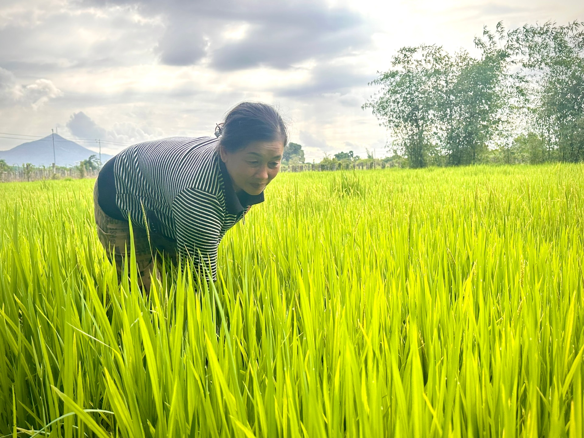 Bà Liên chăm sóc ruộng lúa đang trổ đòng.