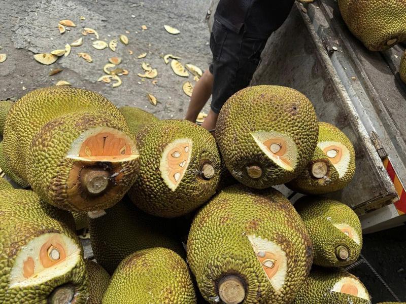 Mít Thái tại Đồng Tháp rớt giá mạnh, loại 1 chỉ còn khoảng 6.000 - 8.000 đồng/kg khiến nhiều nhà vườn lo lắng. Ảnh: NVCC