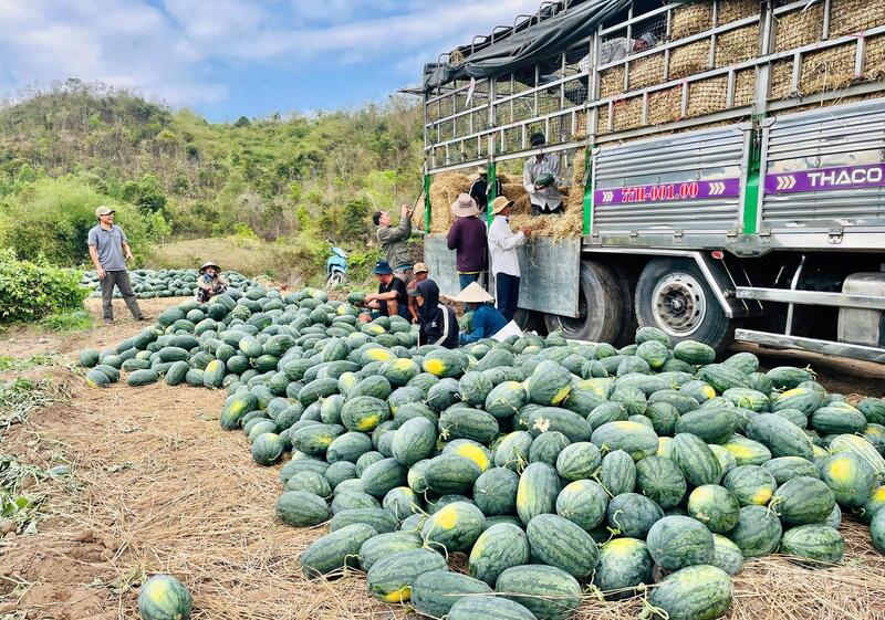 Sở Công Thương Gia Lai kêu gọi các tỉnh, thành phố giải cứu dưa hấu Gia Lai.