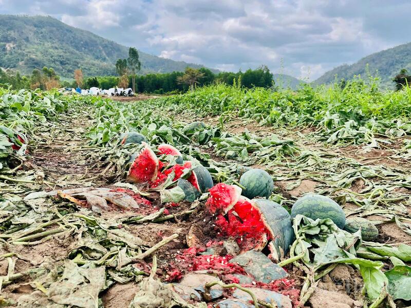 Nhiều diện tích dưa không kịp tiêu thụ, bị hư hỏng.