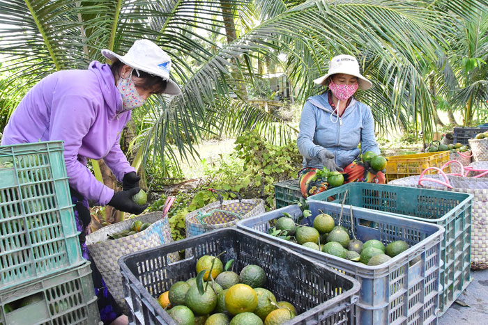 Nhà vườn xã Tam Ngãi phân loại cam sành trước khi cung ứng cho thương lái.