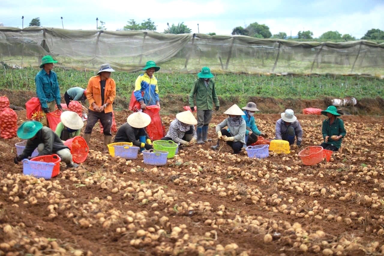 Vung trồng rau lấy củ khu vực trung tâm Lâm Đồng với năng lực hàng năm xuât khẩu sang Philipines hơn 1 triệu tấn