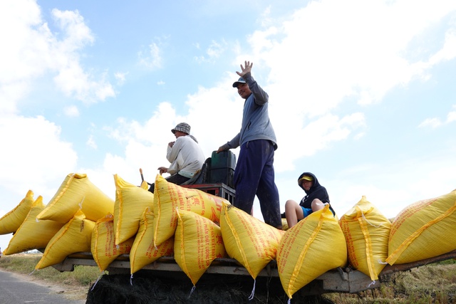 Thị trường xuất khẩu gạo khởi sắc khi nông dân ĐBSCL bước vào vụ thu hoạch rộ lúa đông xuân    ẢNH: DUY TÂN