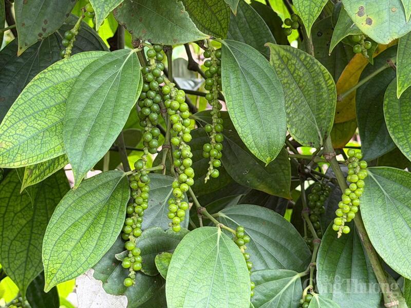 Hồ tiêu xanh tại tỉnh Lâm Đồng. Ảnh minh hoạ: Hoàng Chiến