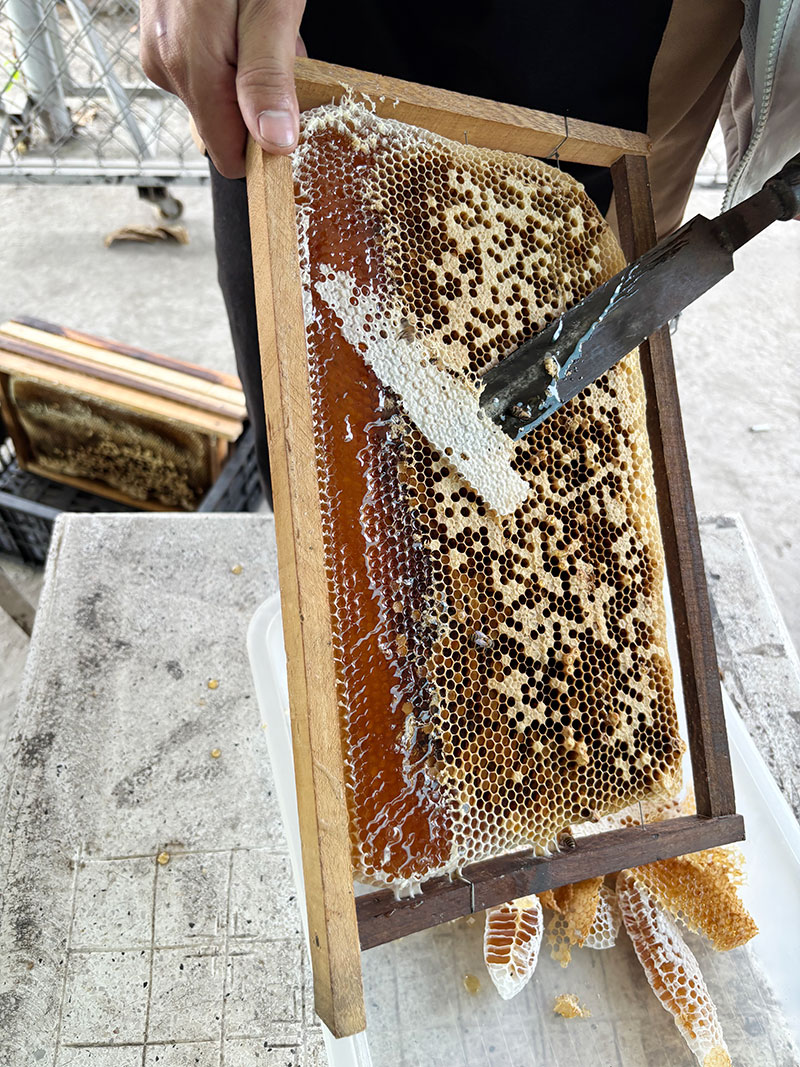 Sáp được tách ra trước khi cho vào máy ly.